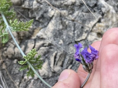 Lavandula multifida, photographed by Marc Riera