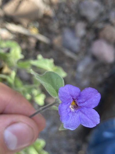 Ruellia californica, photographed by Enrique Martínez Núñez