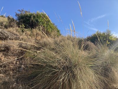 Macrochloa tenacissima, photographed by Marc Riera