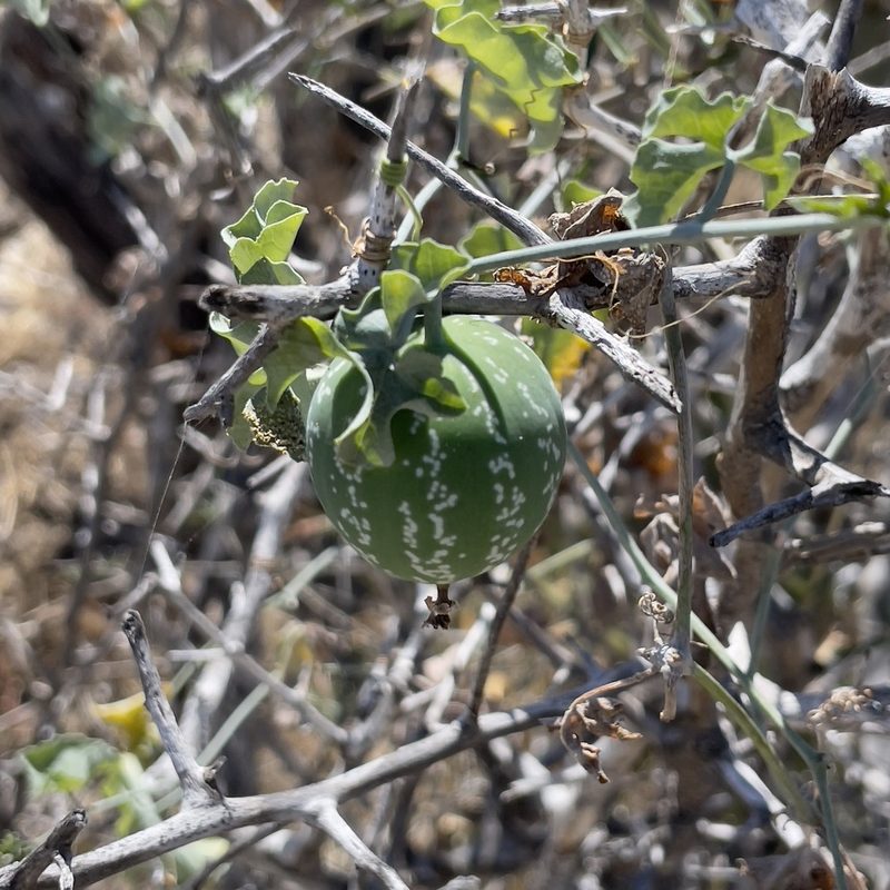 Ibervillea sonorae, photographed by Bill Levine