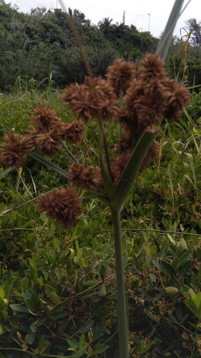 Cyperus solidus, photographed by Rosemary Harrison