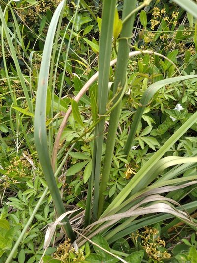 Cyperus solidus, photographed by Rosemary Harrison