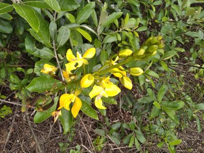 Eulophia speciosa, photographed by Rosemary Harrison