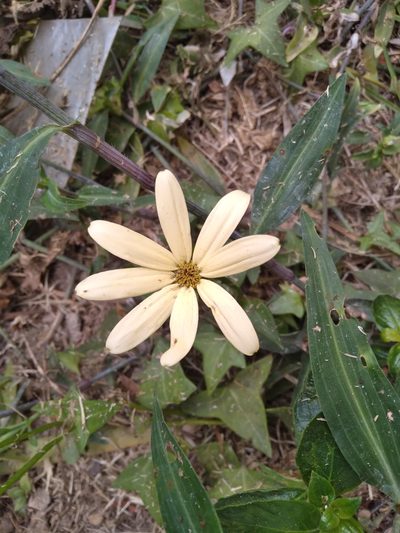 Senecio macroglossus, photographed by Rosemary Harrison