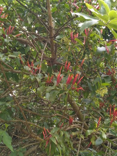 Agelanthus kraussianus, photographed by Rosemary Harrison