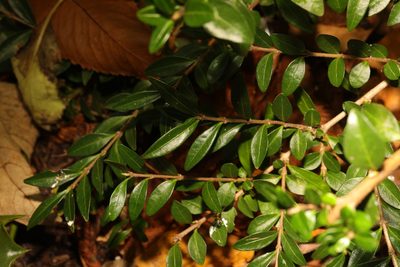 Lonicera ligustrina, photographed by Stephen James McWilliam