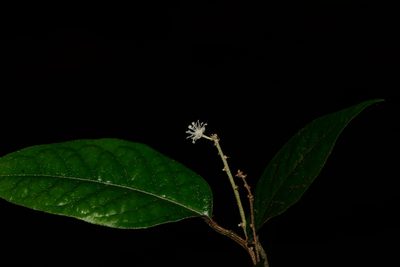 Croton zeylanicus, photographed by S.MORE