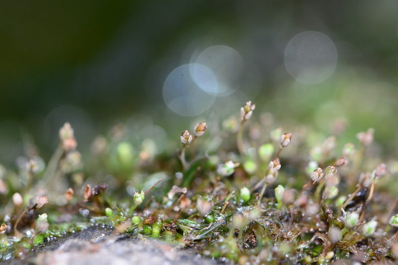 Dalzellia ceylanica, photographed by S.MORE