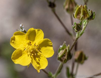 Potentilla gracilis, photographed by Tim Messick