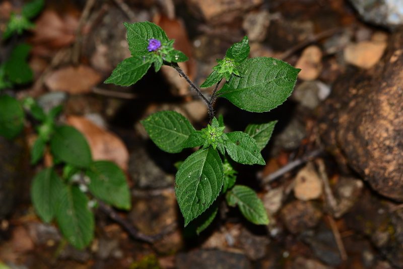 Phyllocephalum scabridum, photographed by S.MORE