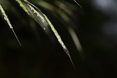 Triplopogon ramosissimus, photographed by S.MORE