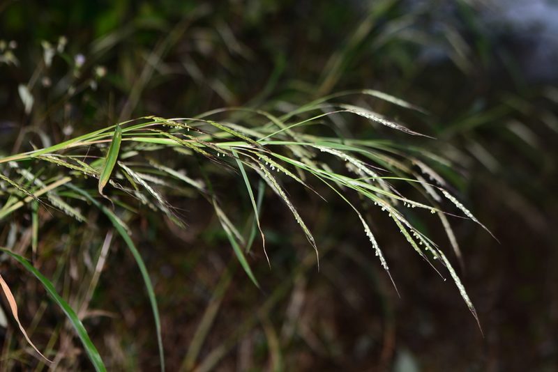 Triplopogon ramosissimus, photographed by S.MORE