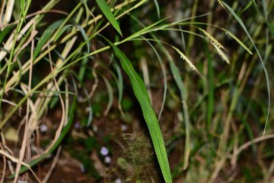 Triplopogon ramosissimus, photographed by S.MORE