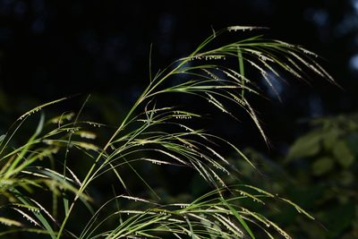 Triplopogon ramosissimus, photographed by S.MORE