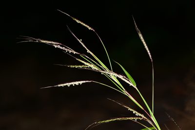 Triplopogon ramosissimus, photographed by S.MORE