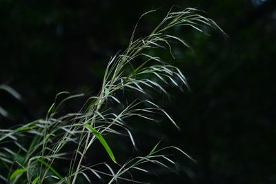 Triplopogon ramosissimus, photographed by S.MORE