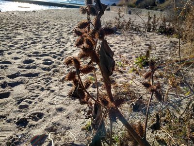 Xanthium orientale, photographed by Anna Petrosyan