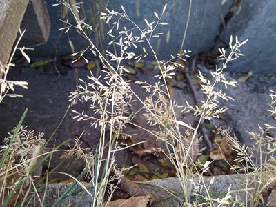 Eragrostis minor, photographed by Anna Petrosyan