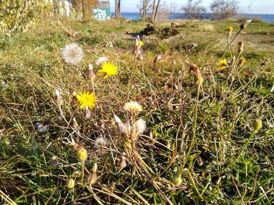 Crepis foetida, photographed by Anna Petrosyan