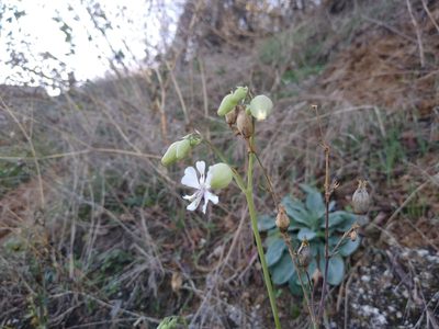 Silene csereii, photographed by Anna Petrosyan