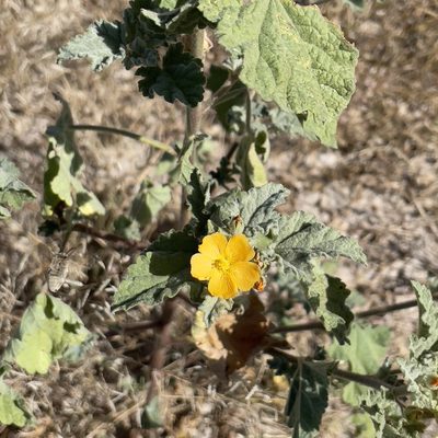 Sphaeralcea coulteri, photographed by Bill Levine