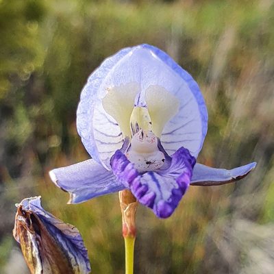 Disa purpurascens, photographed by Corli du Toit Smith