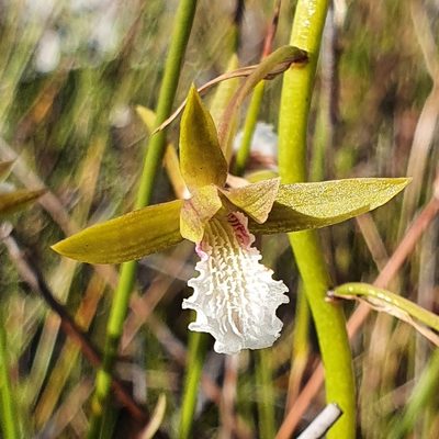 Eulophia tristis, photographed by Corli du Toit Smith