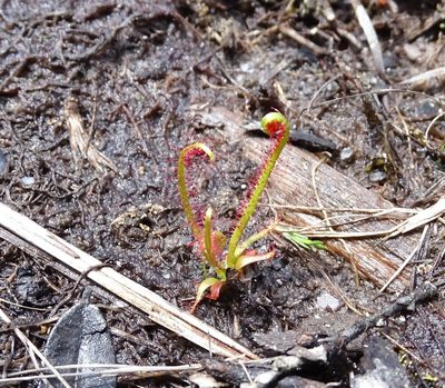 Drosera filiformis, photographed by Sandra Keller