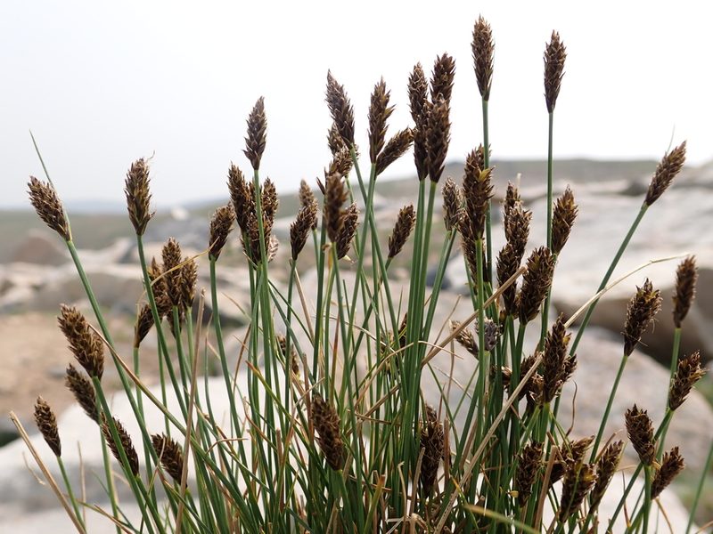 Carex pyrenaica, photographed by Matt Lavin