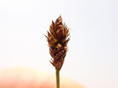 Carex pyrenaica, photographed by Matt Lavin