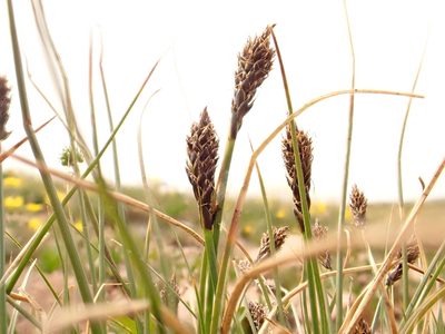 Carex pyrenaica, photographed by Matt Lavin
