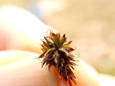 Carex pyrenaica, photographed by Matt Lavin