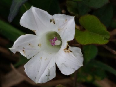 Ipomoea lacunosa, photographed by casey
