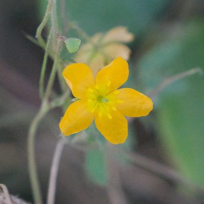 Kallstroemia peninsularis, photographed by Bill Levine