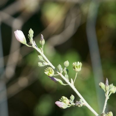 Horsfordia alata, photographed by Bill Levine
