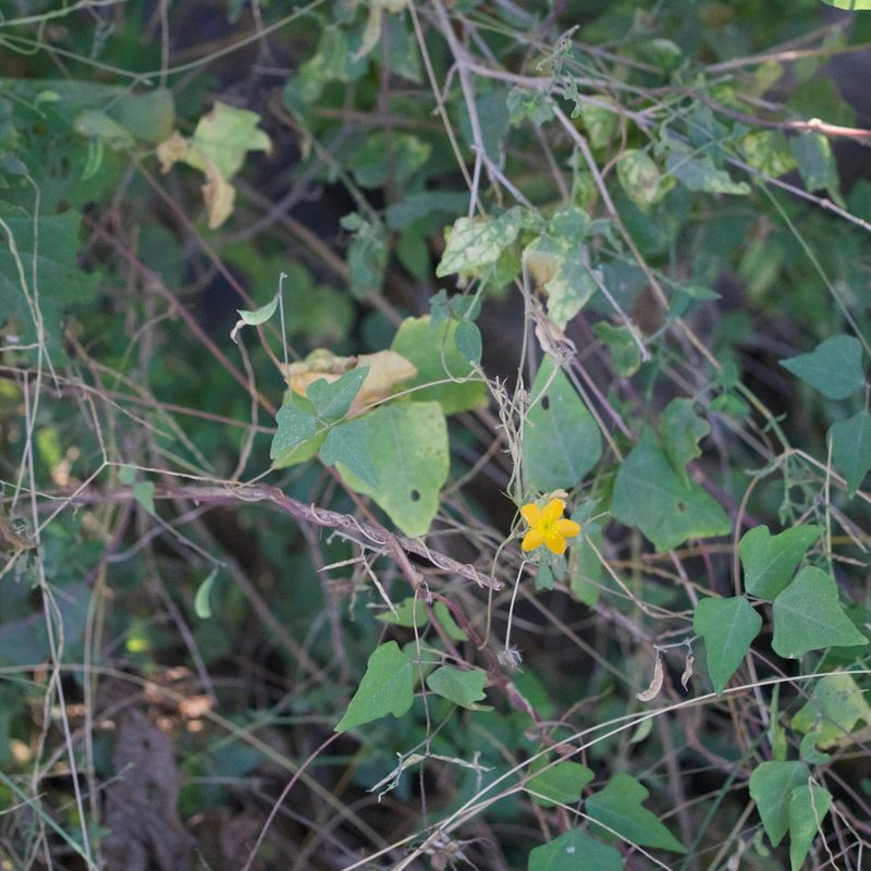 Kallstroemia peninsularis, photographed by Bill Levine