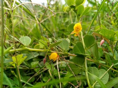 Chamaecrista rotundifolia, photographed by Patricio Cowper Coles
