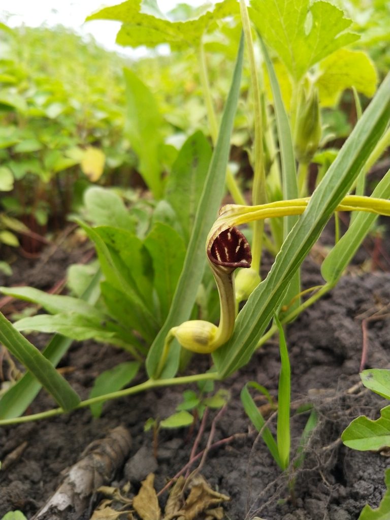 Aristolochia angustifolia, photographed by Patricio Cowper Coles