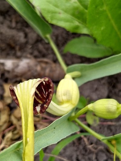 Aristolochia angustifolia, photographed by Patricio Cowper Coles