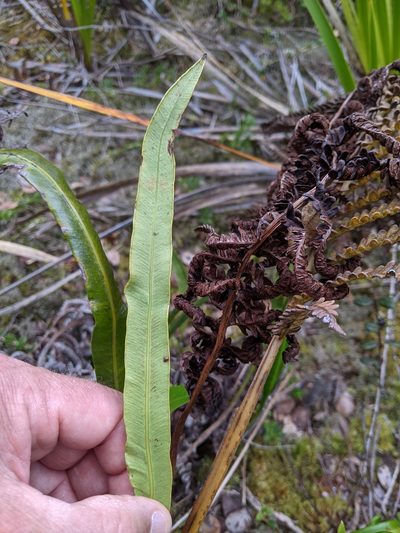 Elaphoglossum wawrae, photographed by David Anderson