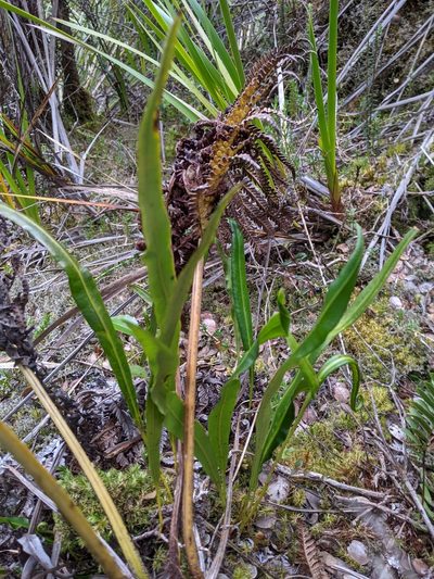 Elaphoglossum wawrae, photographed by David Anderson