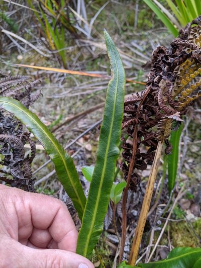 Elaphoglossum wawrae, photographed by David Anderson