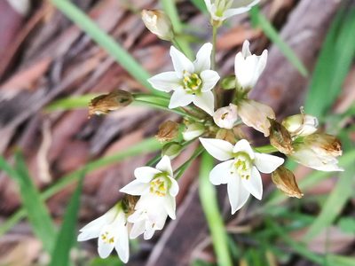 Nothoscordum gracile, photographed by chrishorak