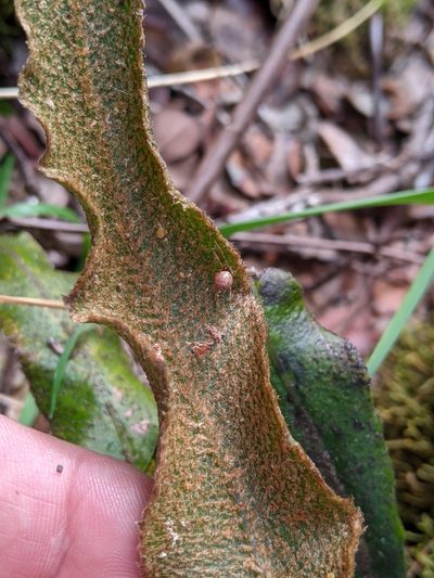 Elaphoglossum paleaceum, photographed by David Anderson