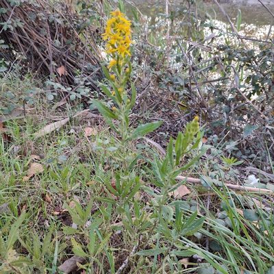 Dittrichia viscosa, photographed by Quentin Groom