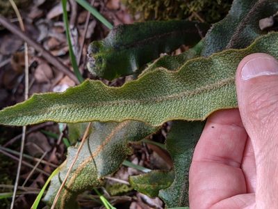 Elaphoglossum paleaceum, photographed by David Anderson