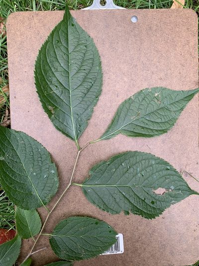Eucommia ulmoides, photographed by Ryan Schmidt