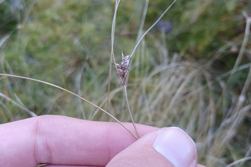 Carex oligosperma, photographed by Quinten Wiegersma