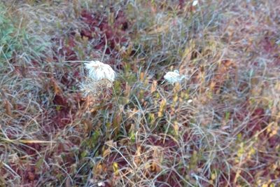 Eriophorum virginicum, photographed by Quinten Wiegersma