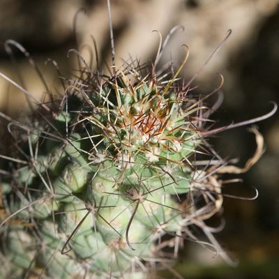 Cochemiea poselgeri, photographed by Bill Levine